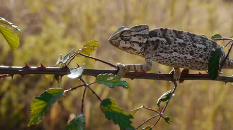 Common chameleon Stock Footage 35510933