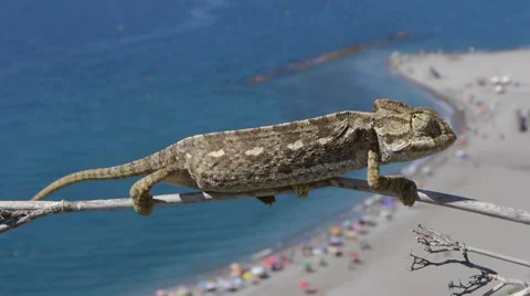 Common chameleon Stock Footage 35511999
