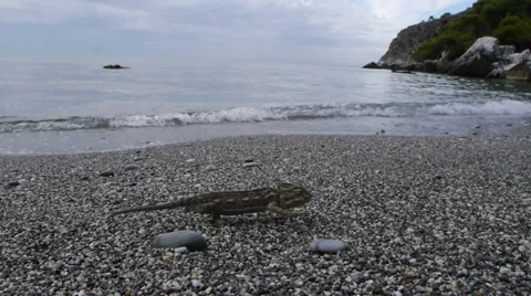 Common chameleon Stock Footage 35512522