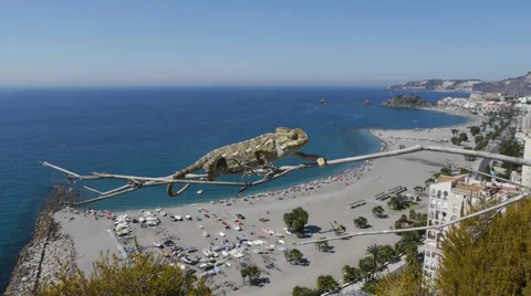 Common chameleon Video stock 35522693