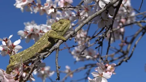 Common chameleon Stock Footage 105317615