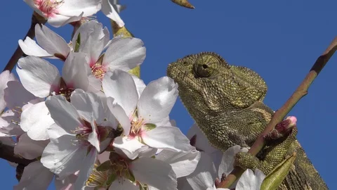 Common chameleon Stock Footage 105319473