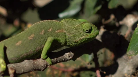 Common chameleon Stock Footage 105319861