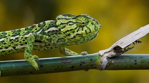 Common chameleon Stock Footage 111730408