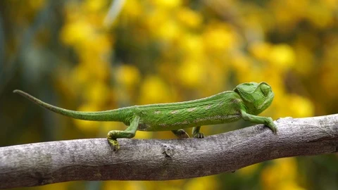 Common chameleon Stock Footage 111734139
