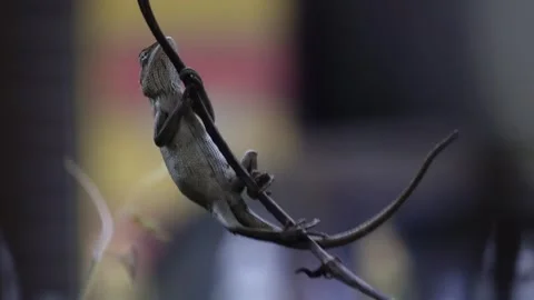 Common Chameleon grasping a branch Stock Footage 319928002