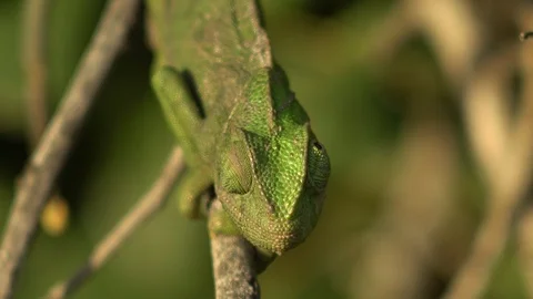 Common chameleon with green background Stock Footage 105317719