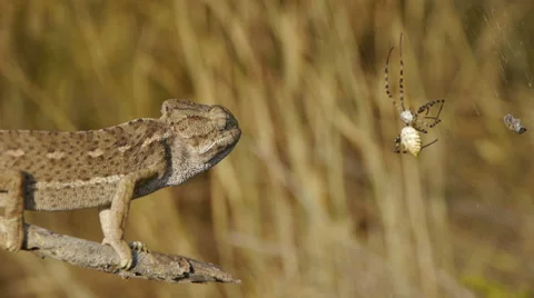 Common chameleon hunting Stock Footage 35294054