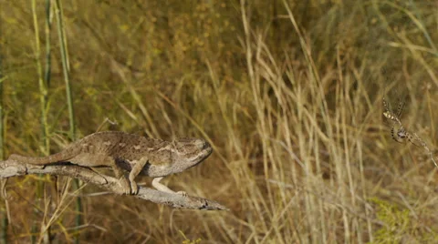 Common chameleon hunting Stock Footage 35295399