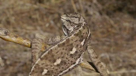 Common chameleon hunting Stock Footage 35307889