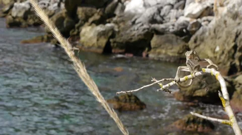 Common chameleon hunting Stock Footage 35309471