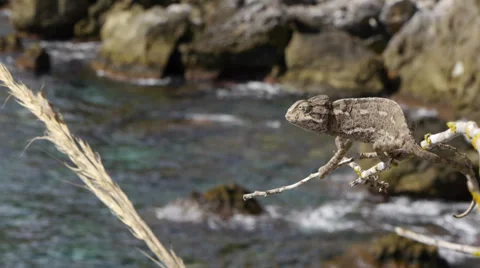 Common chameleon hunting Stock Footage 35309731