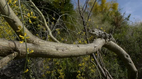 Common chameleon hunting Stock Footage 35312202