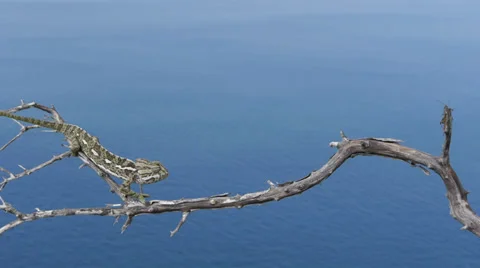 Common chameleon hunting Stock Footage 35316084