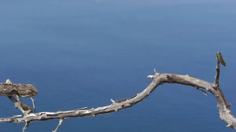 Common chameleon hunting Stock Footage 35316233