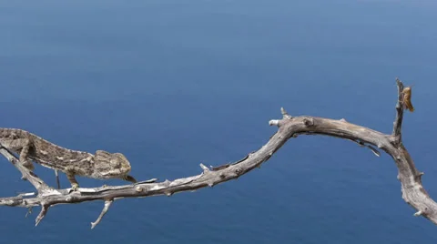 Common chameleon hunting Stock Footage 35316913