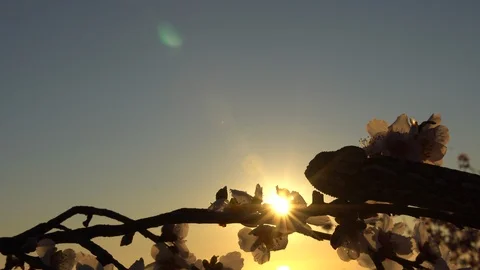 Common chameleon in a sunset Stock Footage 105317617