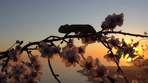 Common chameleon in sunset Stock Footage 105318822