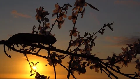 Common chameleon at sunset Stock Footage 111728812