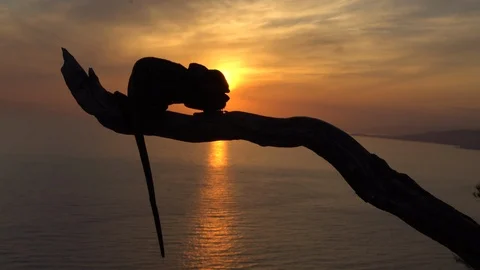 Common chameleon at sunset Stock Footage 111728875