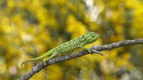Common chameleon walking Stock Footage 112257488