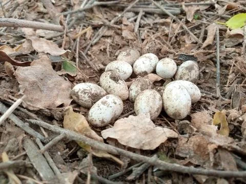 Common chameleon white eggs Stock Photos