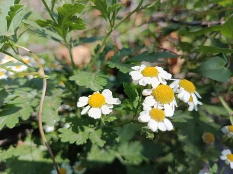 Common chamomile 写真素材