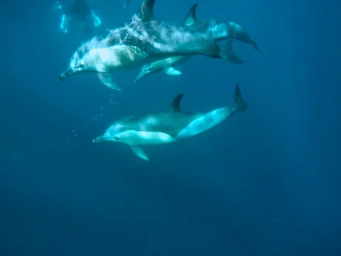 Common charge 1080p Stock Footage 80760922