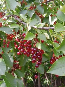 Common cherry in fruiting Stockfoto's