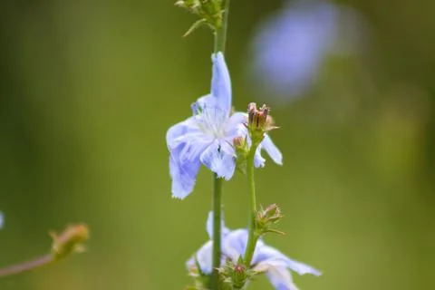 Common chicory in bloom closeup with blurred background view Stock Photos