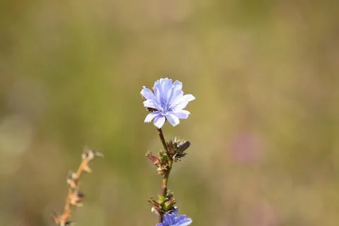 Common chicory in bloom closeup with blurred background Stock Photos