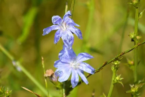 Common chicory in bloom closeup with focus on foreground Stock Photos