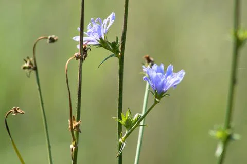 Common chicory in bloom closeup with selective focus Stock Photos