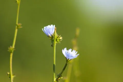 Common chicory in bloom closeup view with green background Stock Photos