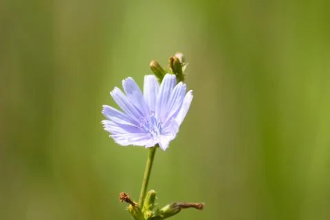 Common chicory in bloom closeup view with green blurry background Stock Photos