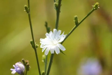 Common chicory in bloom closeup view with selective focus on foreground Stock Photos