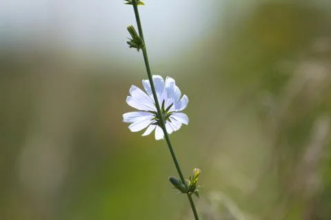 Common chicory in bloom closeup view with green blurred background Foto stock