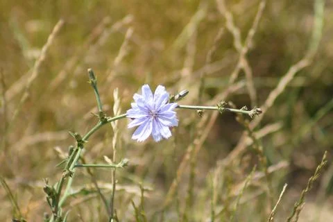 Common chicory in bloom closeup view with green blurry background Stock Photos