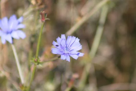 Common chicory in bloom closeup view with blurred background Stock Photos