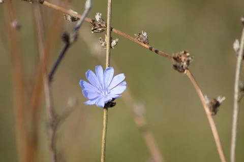 Common chicory in bloom closeup view with selective focus on foreground Stock Photos