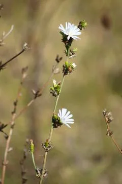 Common chicory in bloom closeup view with blurred background Stock Photos