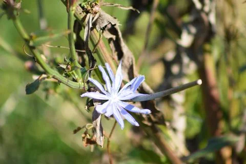 Common chicory in bloom closeup view with focus on foreground Stock Photos