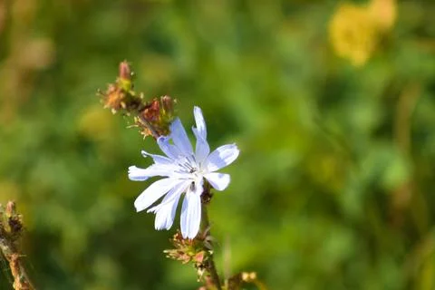Common chicory in bloom closeup view with green blurred background Foto stock