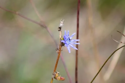 Common chicory in bloom closeup view with blurred background Stock Photos