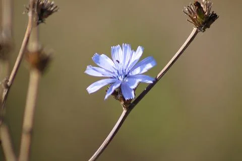 Common chicory in bloom closeup view with pastel blurred background Foto stock