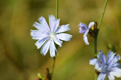 Common chicory in bloom closeup view with green yellow blurred background Stock Photos