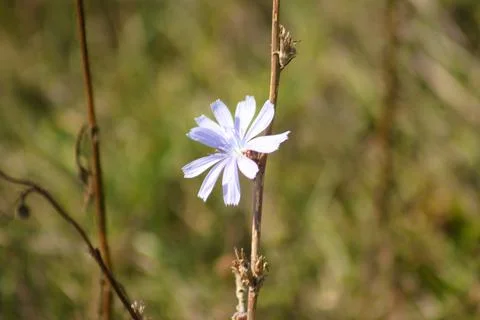 Common chicory in bloom closeup view with blurred background Stock Photos
