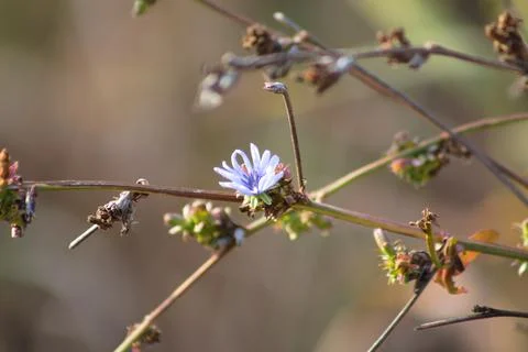 Common chicory in bloom closeup view with blurred background Stock Photos