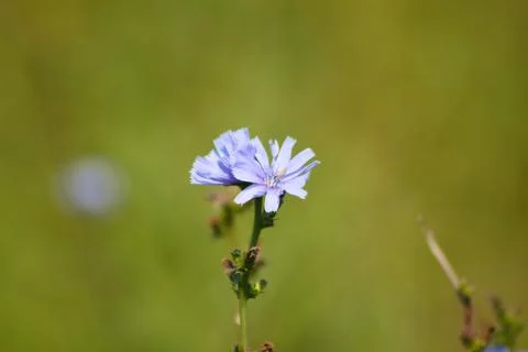 Common chicory in bloom closeup view with green blurred plants on background Stock Photos
