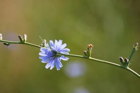 Common chicory in bloom closeup view with blurred background Foto stock